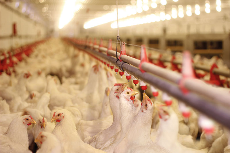 Tavuk Çiftlikleri Su Ozonlama İşlemi
